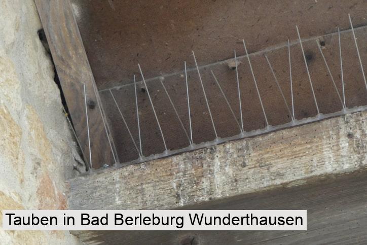 Tauben in Bad Berleburg Wunderthausen